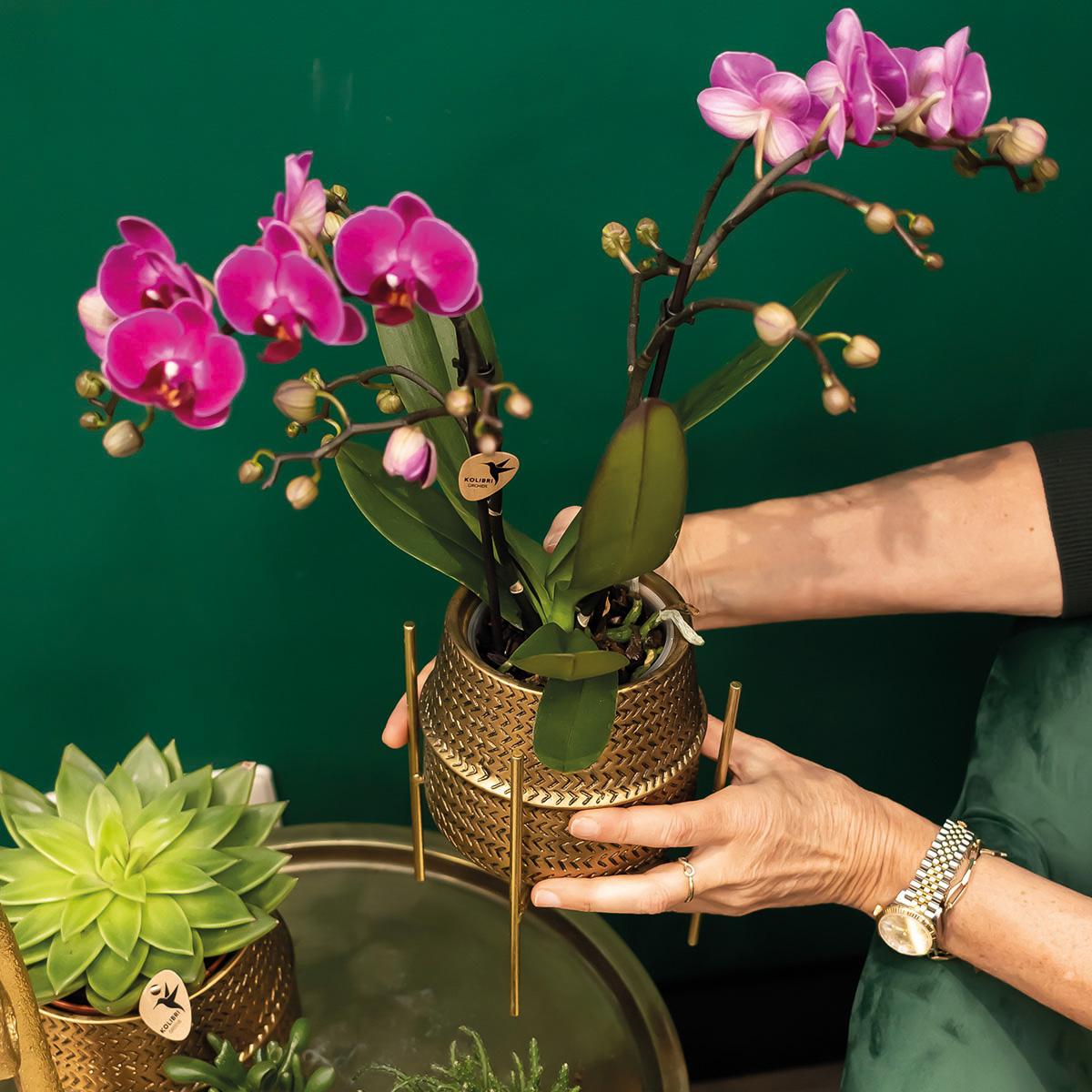 Lila Orchidee "Morelia" - ⭥35cm - mit Ziertopf Groove in Gold