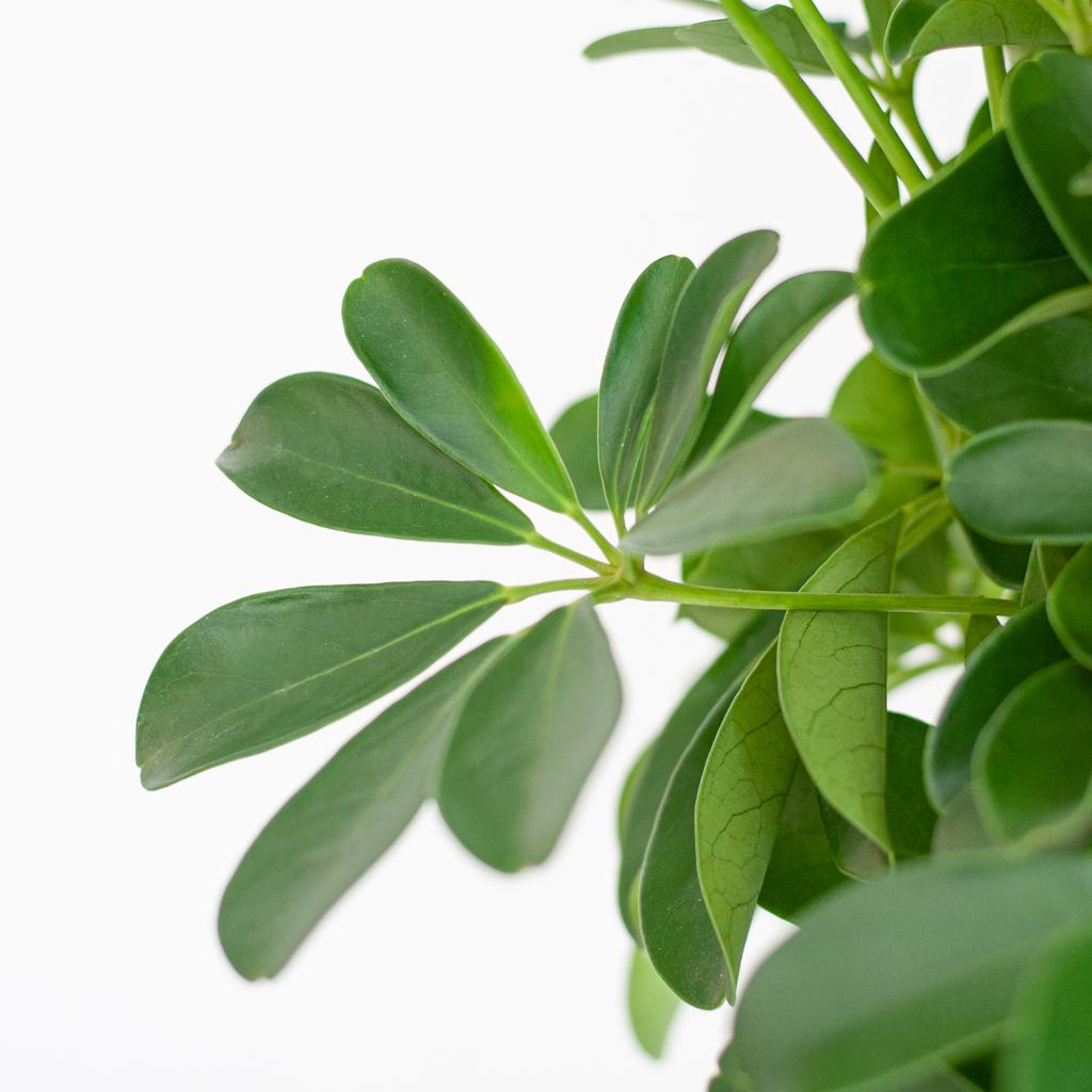 Schefflera Arab Nora - ⭥70cm - mit Pflanzkorb Lissabon in Weiß