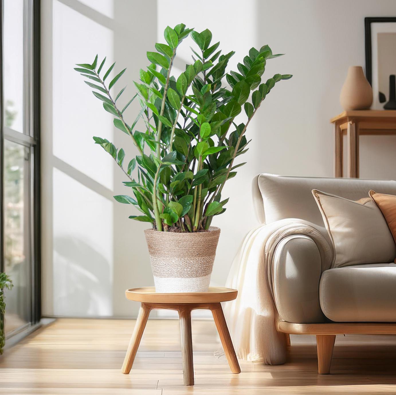 Zamioculcas Zamiifolia - ⭥80cm - mit Pflanzkorb Lissabon in Weiß