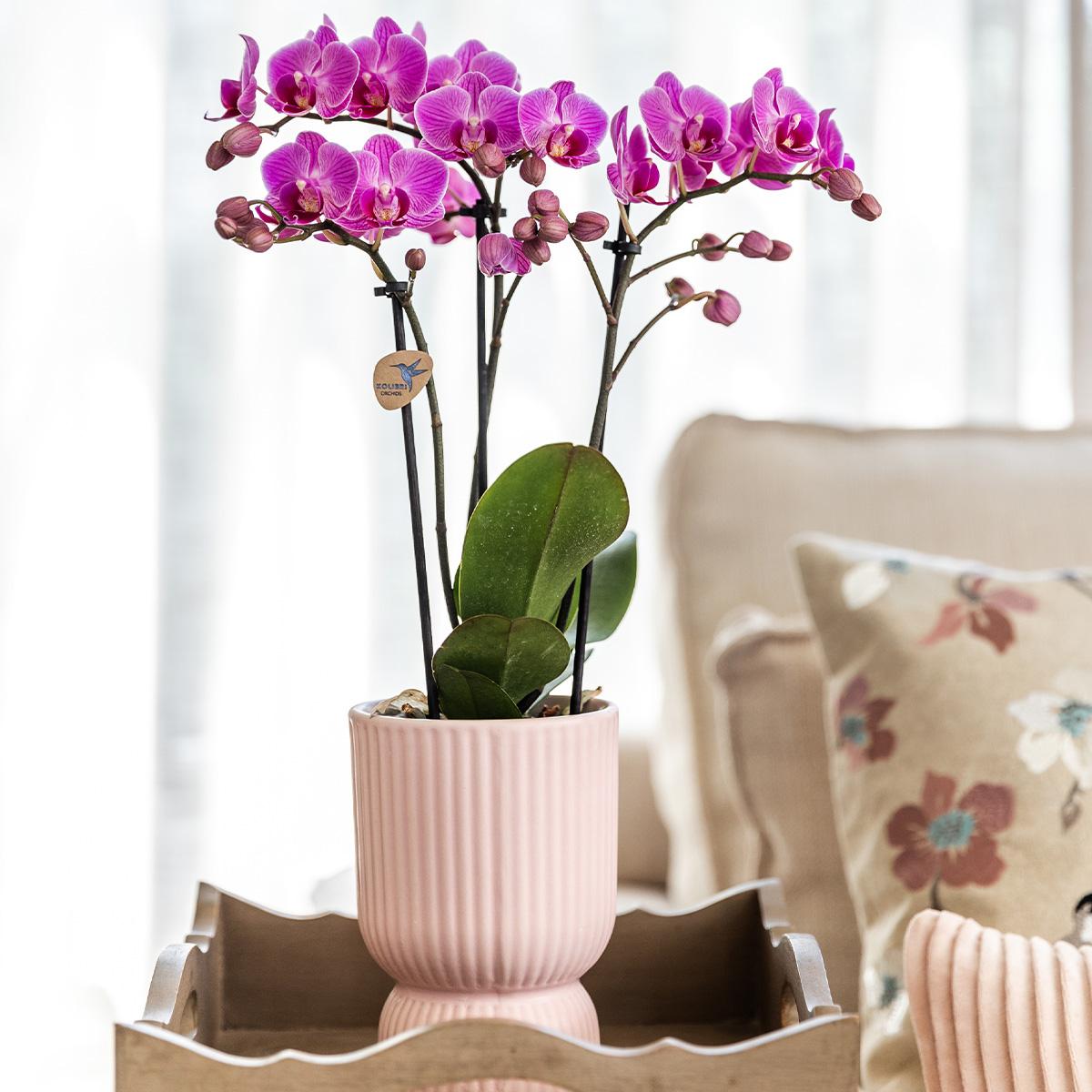 Rosa/Lila Orchidee "El Salvador" - ⭥35cm - mit Ziertopf Diabolo in Rosa