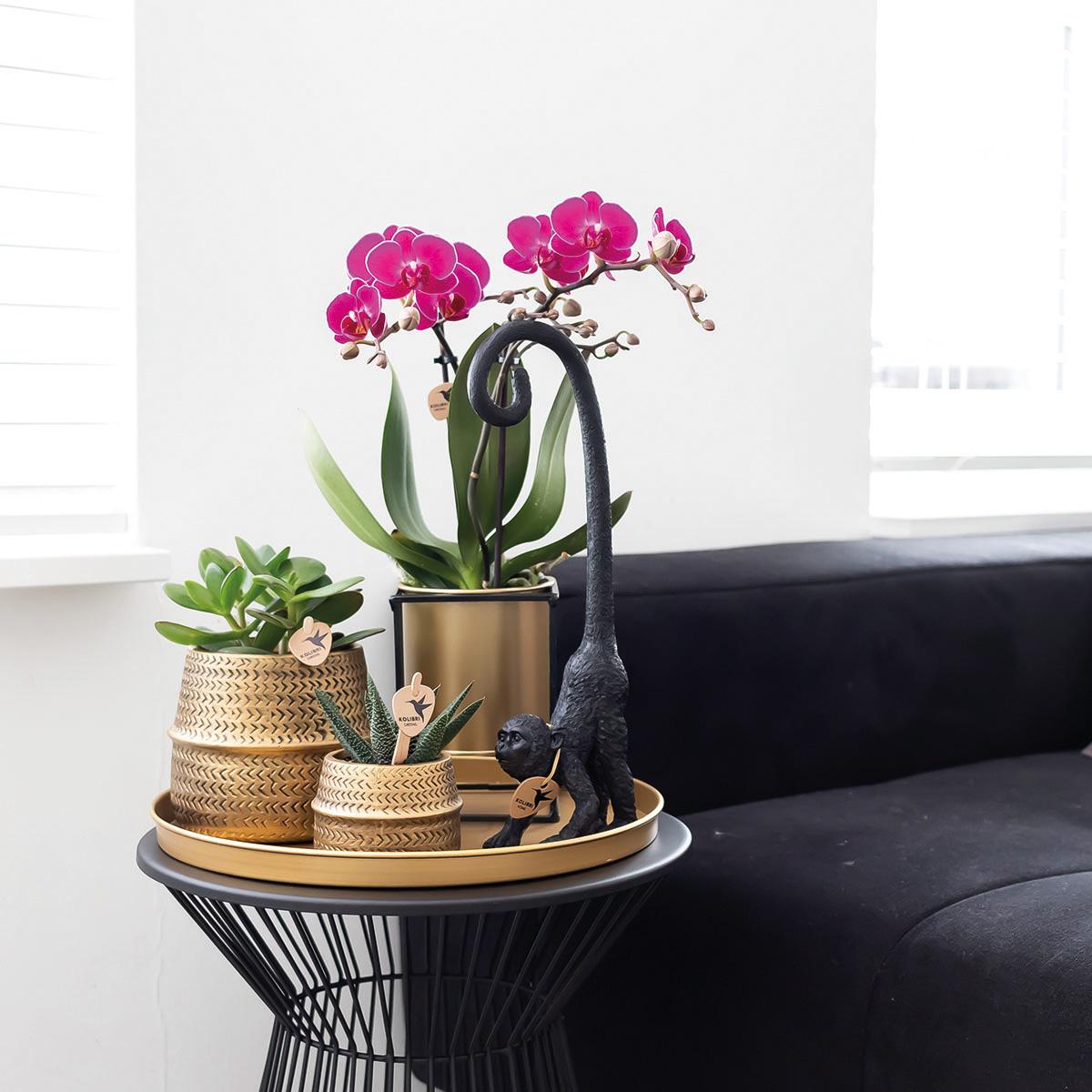 Lila Orchidee "Morelia" - ⭥35cm - mit Ziertopf Groove in Gold
