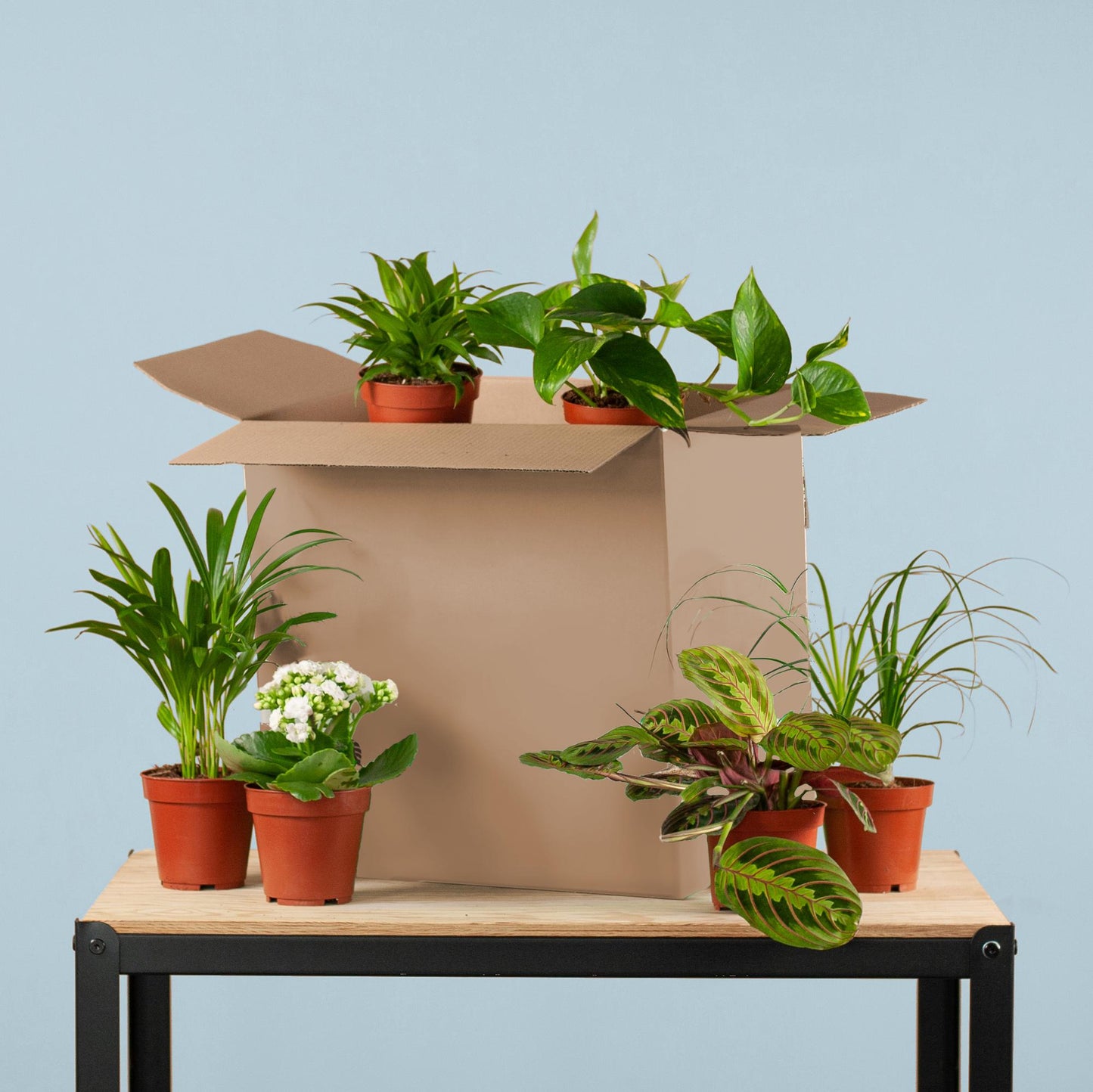 My Home Plant "Save Me Box" - Zimmerpflanzen 6er Set