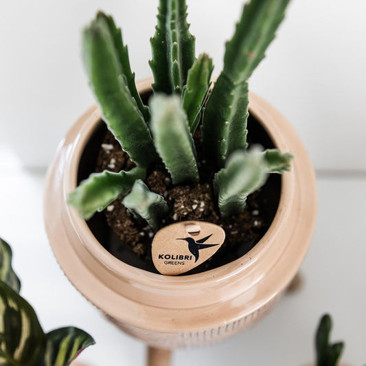 Sukkulente Stapelia - "Aasblume" - ⭥20cm