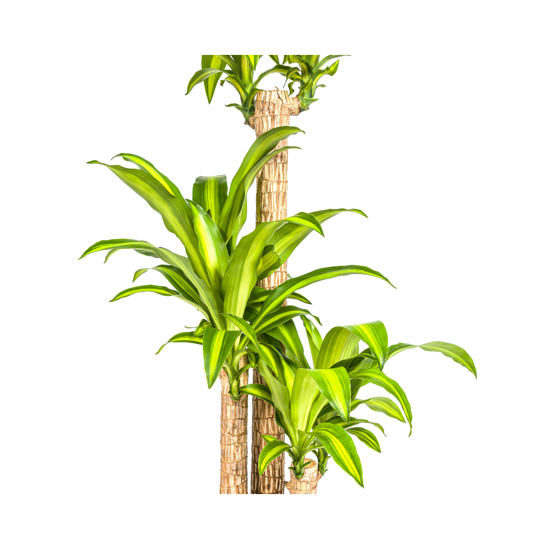 Drachenbaum "Massangeana" - ⭥140cm