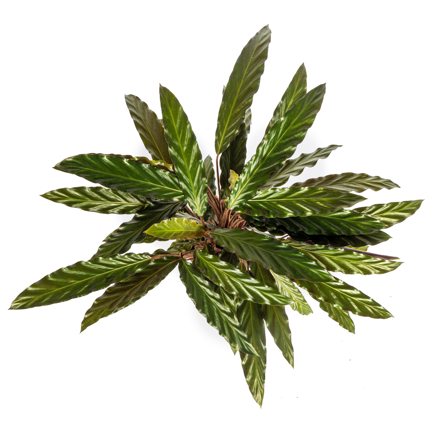 Calathea Rufibarba - ⭥45cm