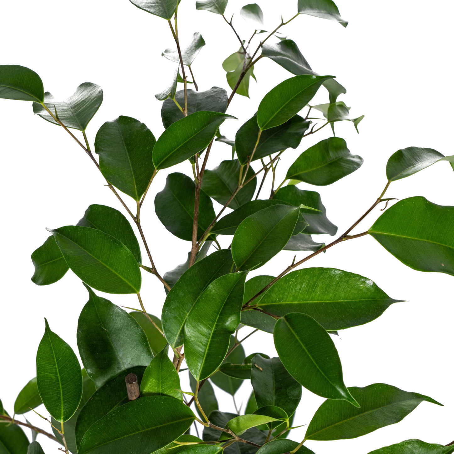 Ficus Benjamina Exotica - "Birkenfeige" - ⭥70cm