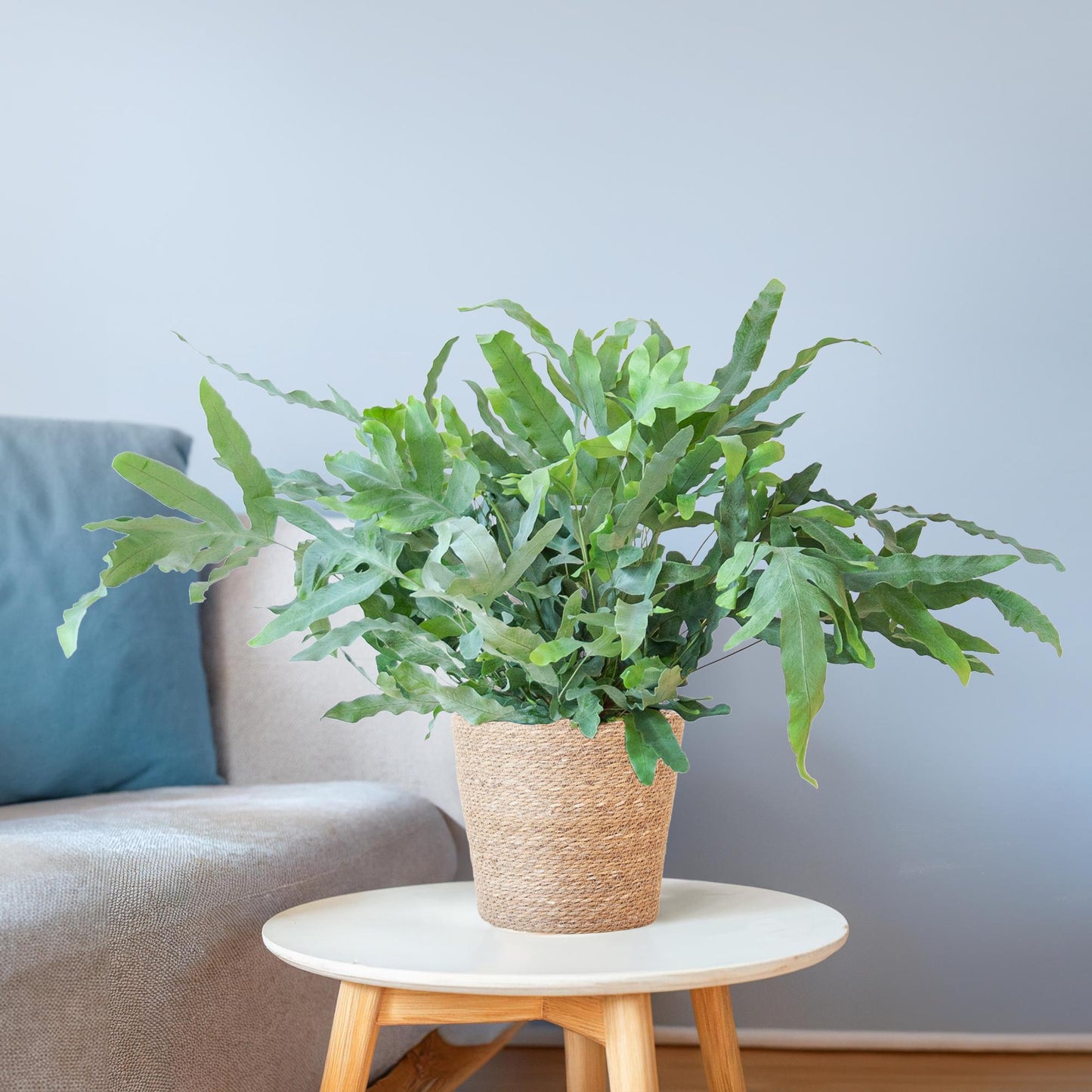 Phlebodium Aureum Blue Star - ⭥40cm - mit Pflanzkorb Sofia