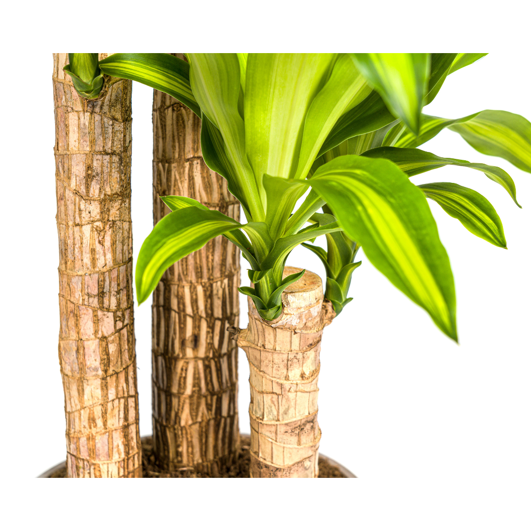 Drachenbaum "Massangeana" - ⭥140cm