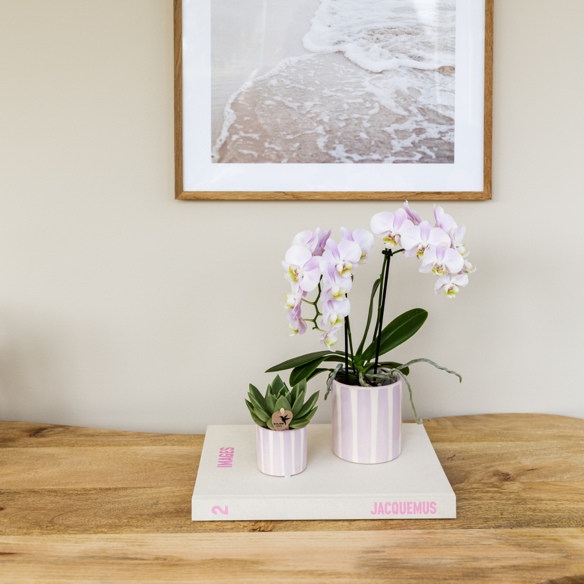 Rosa Orchidee "Portugal" - ⭥35cm - mit Ziertopf Painted Stripe in Rosa