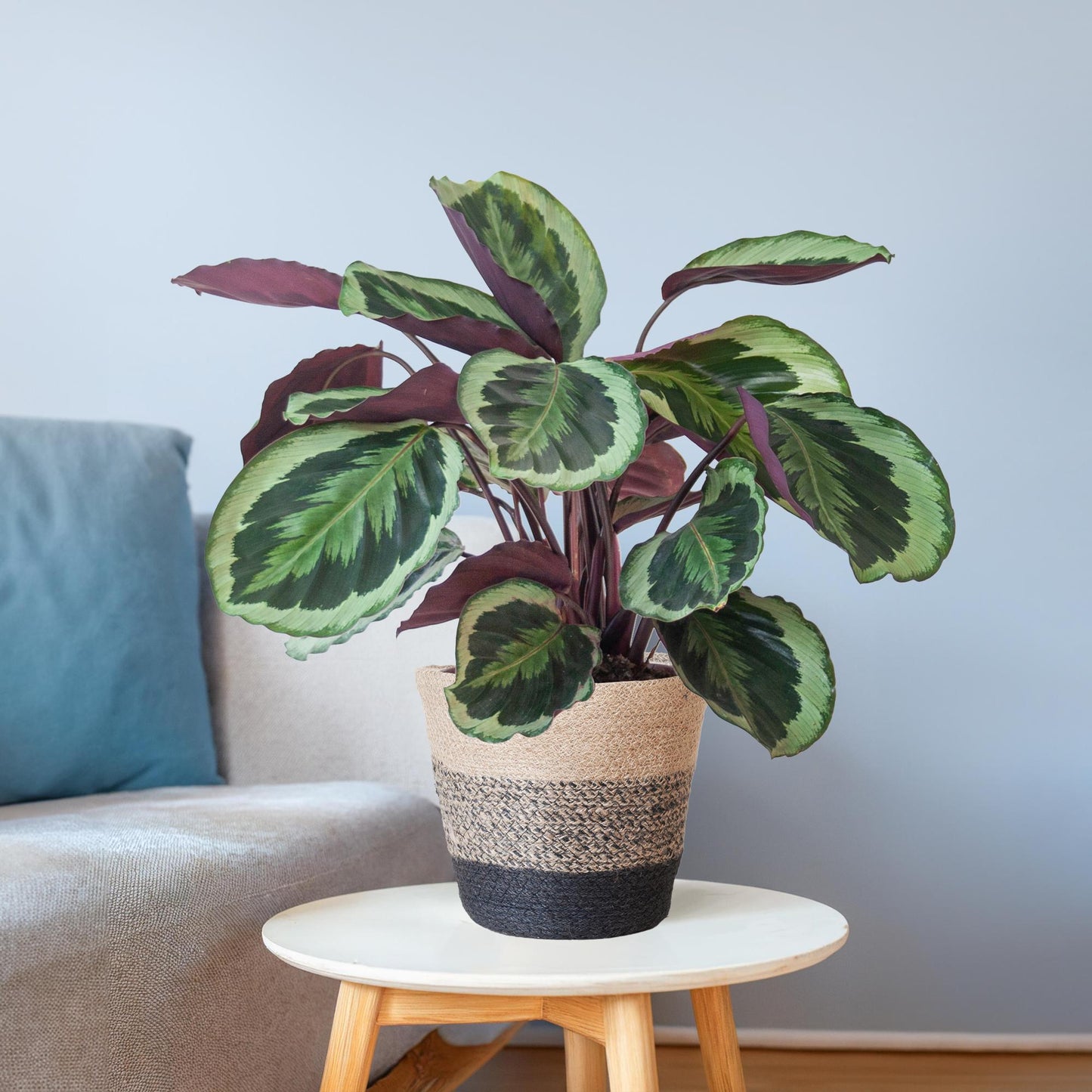 Calathea Medaillon - ⭥65cm - mit Pflanzkorb Lissabon in Schwarz