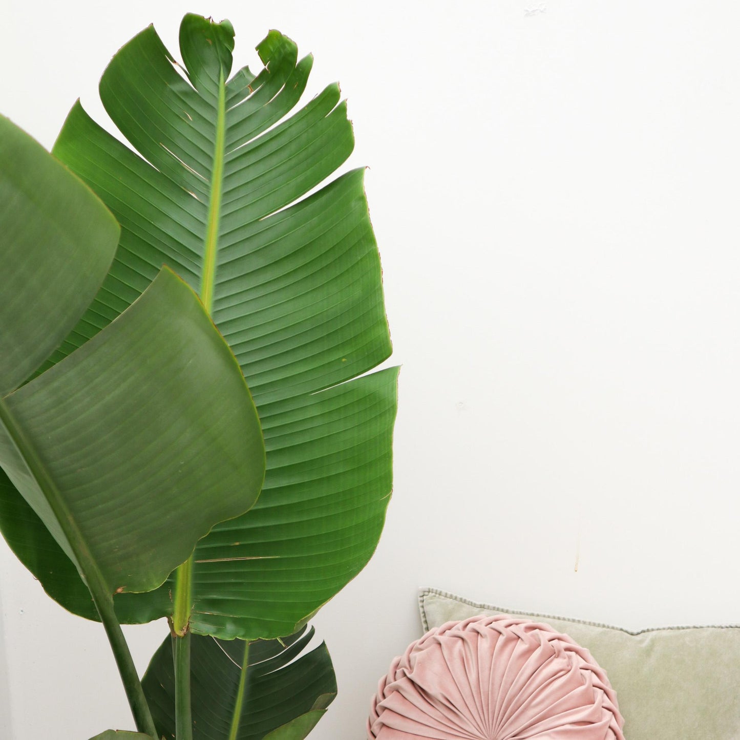 Strelitzia Augusta - "Weiße Paradiesvogelblume" - ⭥180cm