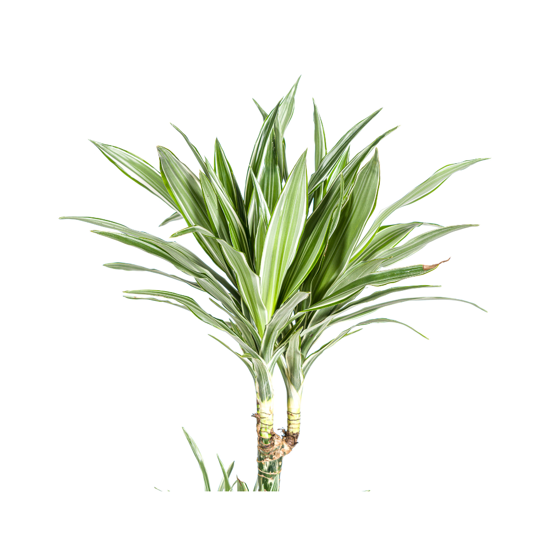 Dracaena Deremensis "White Stripe" - Drachenbaum - 〈⭥180cm〉