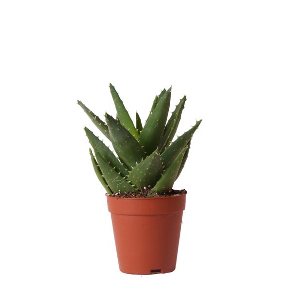 Sukkulente Aloe Brevifolia "Kurzblättrige Aloe" - (Ø9cm - ⭥20cm)