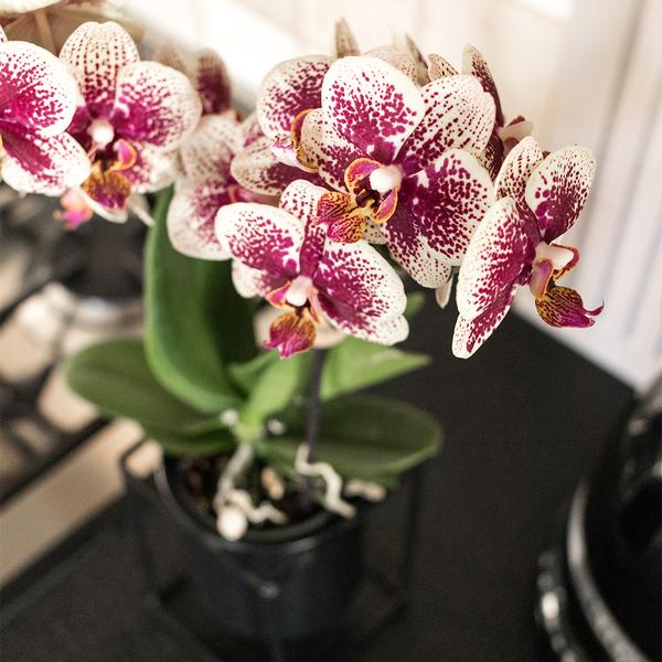 Phalaenopsis Orchidee - gelb/rote Orchidee "Spanien" - (Ø9cm)