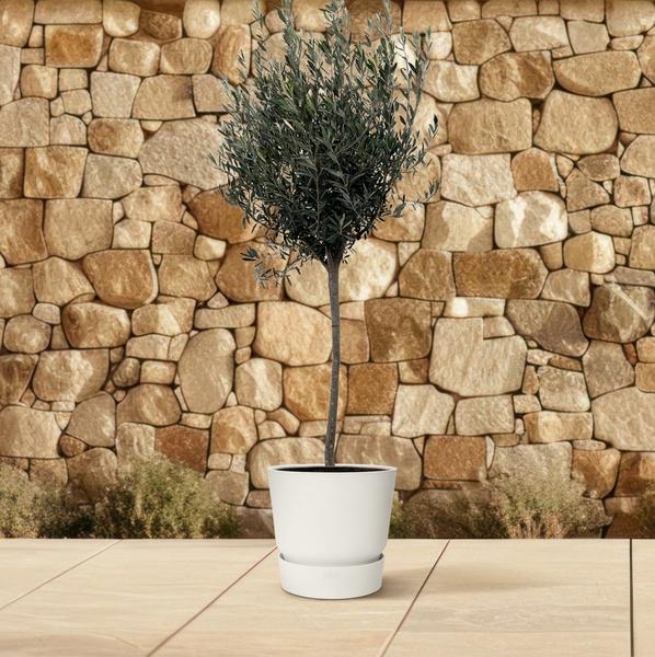 Olea Europaea "Olivenbaum" - (Ø24cm, ⭥160cm)