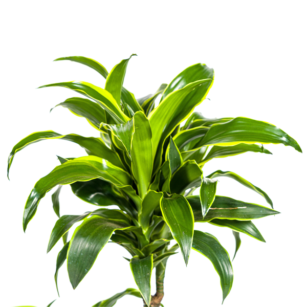 Dracaena Deremensis "Dorado" - Drachenbaum - 〈⭥110cm〉