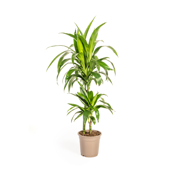 Dracaena Deremensis "Lisa" - Drachenbaum - (Ø19cm, ⭥80cm)