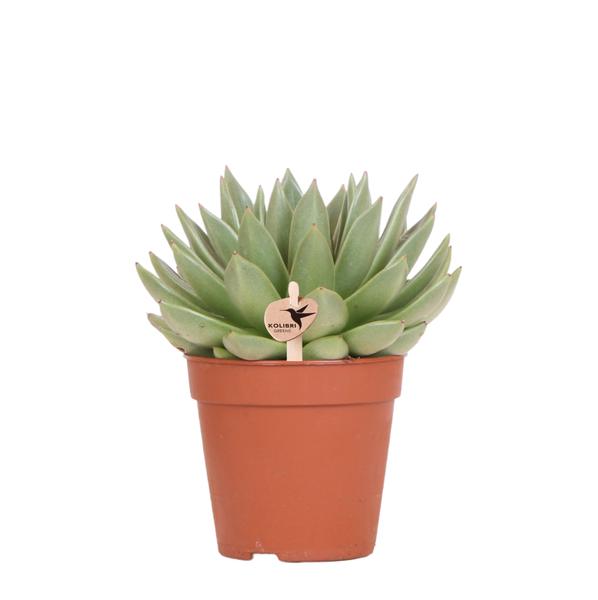 Sukkulente Echeveria Miranda - (Ø12cm - ⭥20cm)