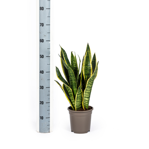 Sansevieria Trifasciata "Futura Superba" - Bogenhanf - 〈⭥50cm〉