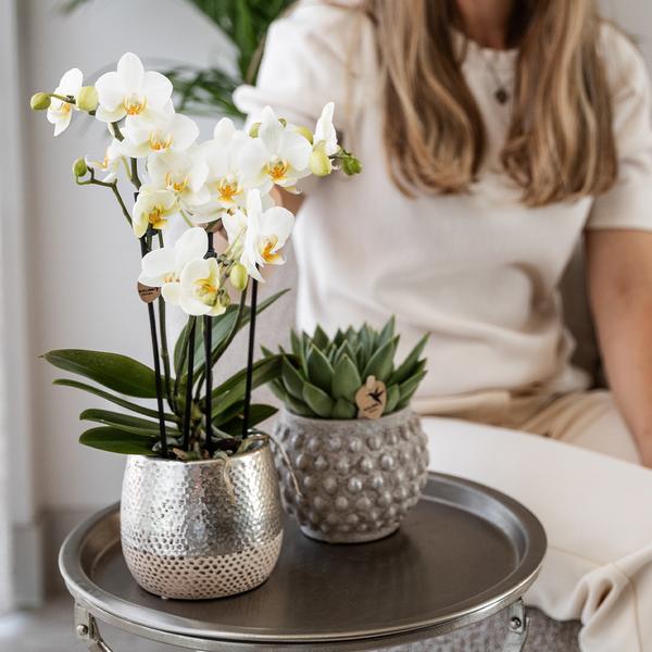 Schmetterlingsorchidee "Amabilis" mit Ziertopf Elite in Silber