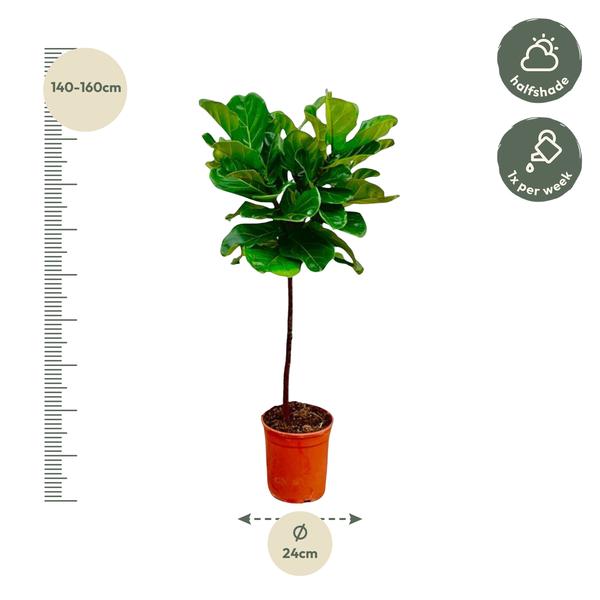 Ficus Lyrata "Geigenfeige" - 〈⭥130cm〉