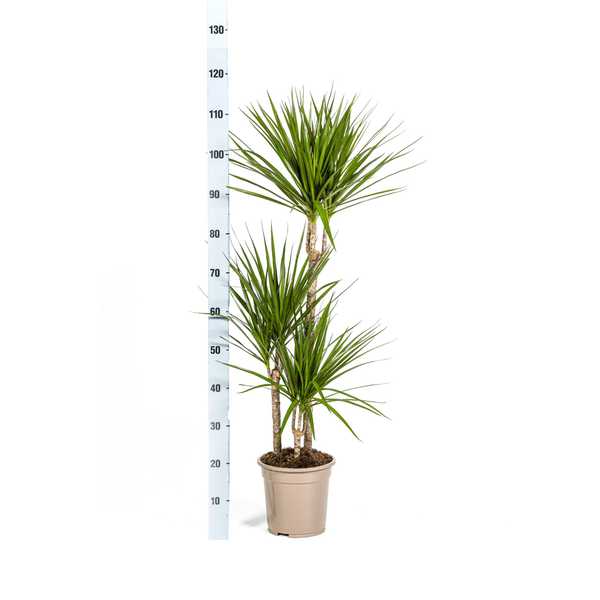 Dracaena Marginata "Green" - Drachenbaum - 〈⭥120cm〉