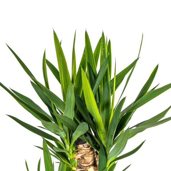 Yucca Elephantipes "Palmlilie" - (Ø24cm, ⭥130cm)