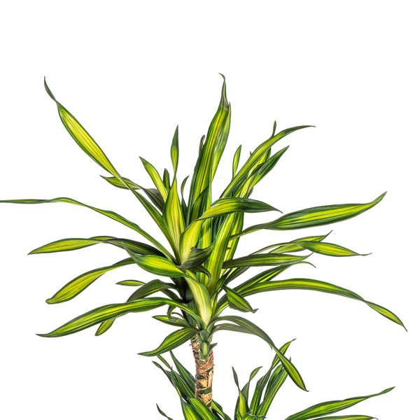 Dracaena Deremensis "Rikki" - Drachenbaum - (Ø21cm, ⭥100cm)