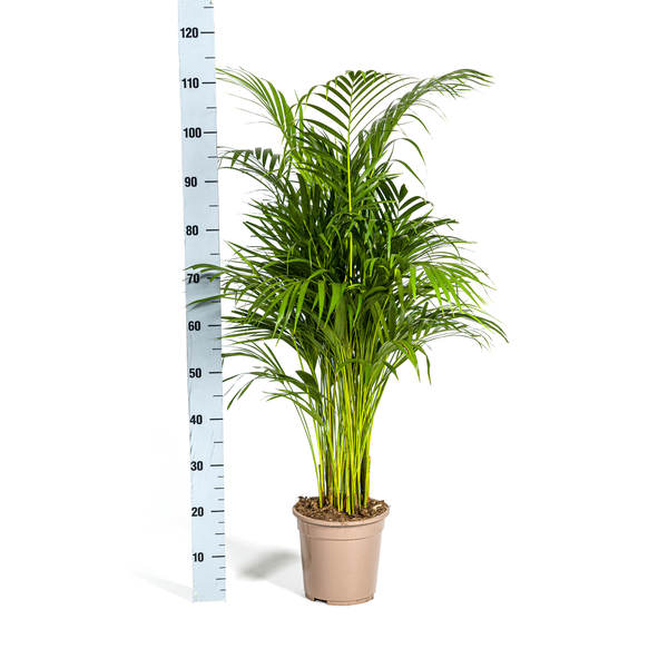 Dypsis Lutescens "Areca-Palme" - (Ø21cm, ⭥110cm)