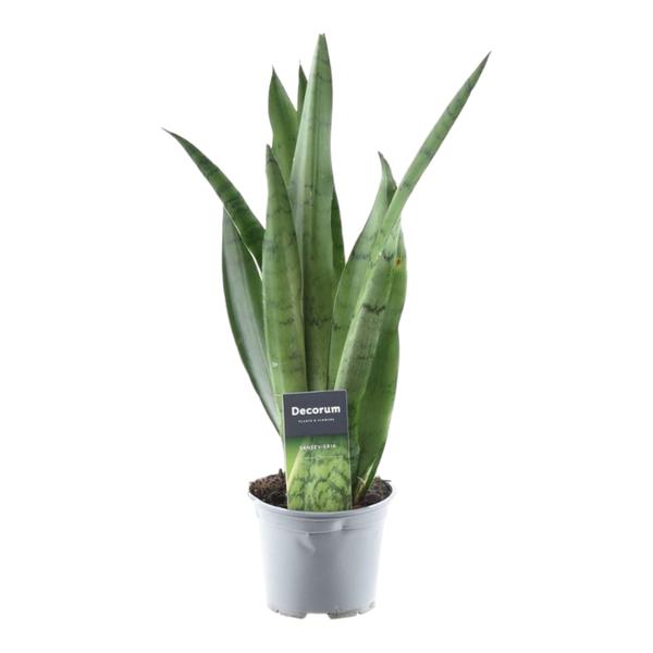 Sansevieria Spearmint - Bogenhanf - (Ø12cm, ⭥50cm)