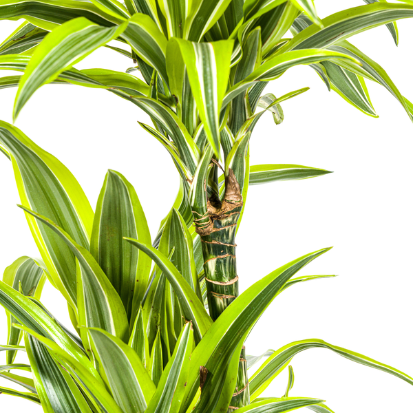 Dracaena Deremensis "Lemon Lime" - Drachenbaum - 〈⭥140cm〉