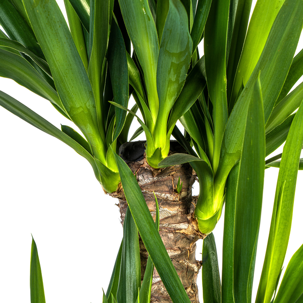 Yucca Elephantipes "Palmlilie" - (⭥100cm)