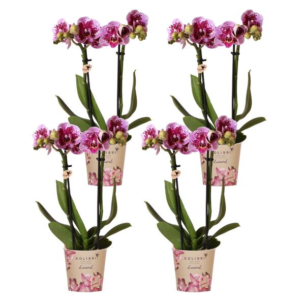 4er Set Phalaenopsis Orchideen - rosa/lila Orchidee "El Salvador" - (Ø9cm)