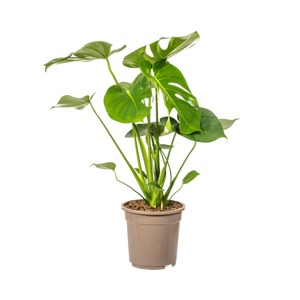 Monstera Deliciosa Tauerii "Fensterblatt" - (Ø19cm, ⭥70cm)