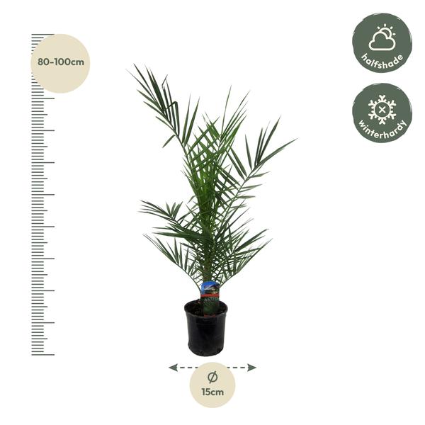 Phoenix Canariensis "Kanarische Dattelpalme" - 〈⭥80cm〉