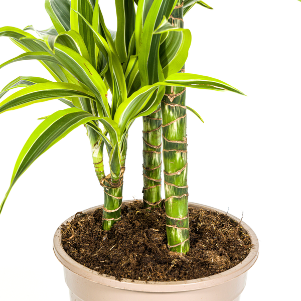 Dracaena Deremensis "Lemon Lime" - Drachenbaum - (Ø21cm, ⭥100cm)