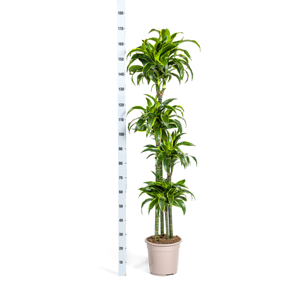 Dracaena Deremensis "Dorado" - Drachenbaum - (Ø27cm, ⭥180cm)