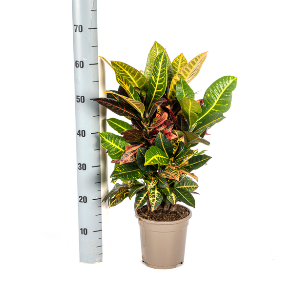 Croton Petra - Wunderstrauch - 〈⭥50cm〉