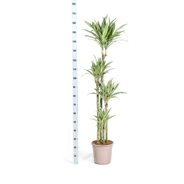 Dracaena Deremensis "White Stripe" - Drachenbaum - (Ø27cm, ⭥180cm)