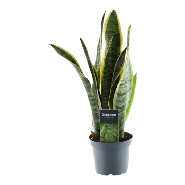 Sansevieria Laurentii - (Ø12cm, ⭥50cm)