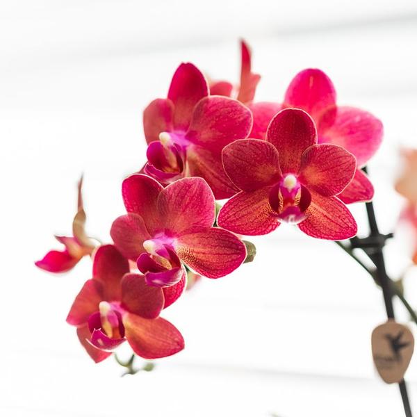 Rote Orchidee "Kongo" - ⭥35cm - mit Ziertopf Diabolo in Cremeweiß