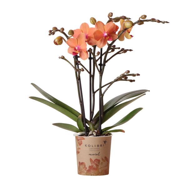 Phalaenopsis Orchidee - orangene Orchidee "Mineral Bolzano" - (Ø9cm)