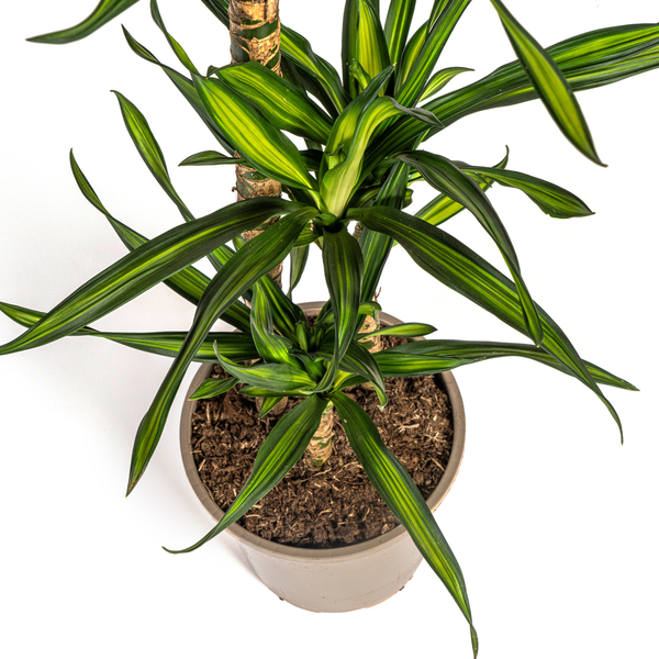 Dracaena Deremensis "Rikki" - Drachenbaum - (Ø21cm, ⭥100cm)