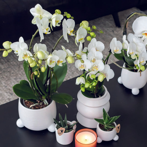 2er Set Phalaenopsis Orchideen - weiße Orchidee "Amabilis" - (Ø9cm)