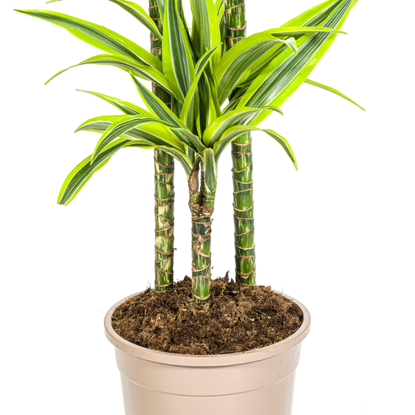 Dracaena Deremensis "Lemon Lime" - Drachenbaum - (Ø24cm, ⭥140cm)