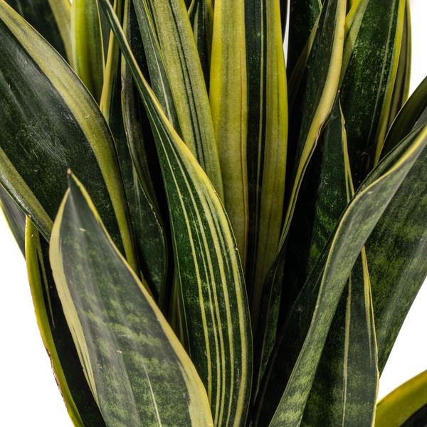 Sansevieria Trifasciata "Canary" - Bogenhanf - (Ø17cm, ⭥55cm)