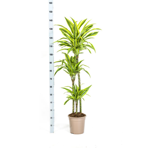 Dracaena Deremensis "Lemon Lime" - Drachenbaum - (Ø24cm, ⭥140cm)