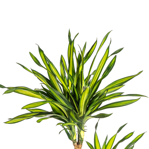 Dracaena Deremensis "Rikki" - Drachenbaum - (Ø24cm, ⭥140cm)