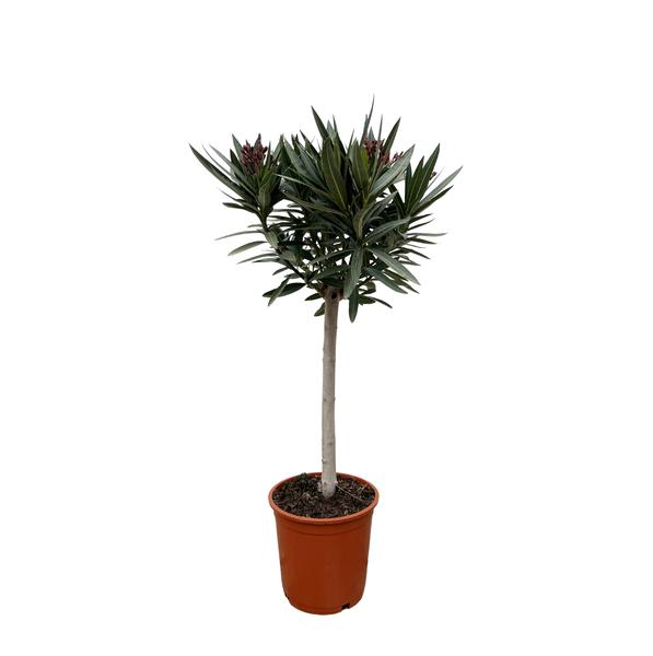 Nerium Oleander "Rosa Blüte" - (Ø22cm, ⭥100cm)