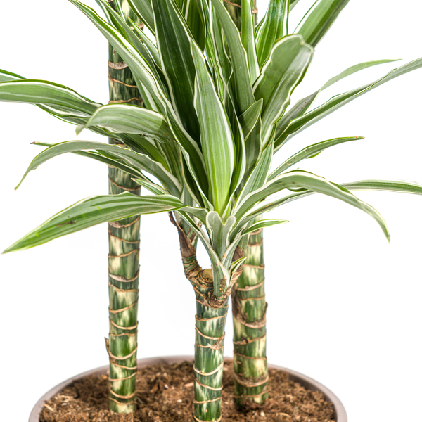 Dracaena Deremensis "White Stripe" - Drachenbaum - (Ø24cm, ⭥140cm)